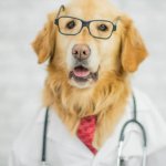 Doctor Dog