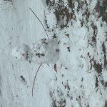 Ben Snow