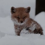 Adorable Lil Foxy meme