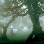 Dark Forest.