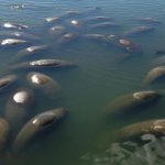 Manatee group