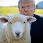 Donald Trump Sheeple Republican MAGA