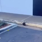 Baby Bat Rescue | image tagged in gifs,baby bat rescue | made w/ Imgflip video-to-gif maker