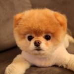 http://cdn.theanimals.pics/pictures/www.theblogismine.com/wp-con