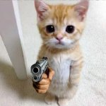 Cat with gun