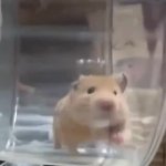 Hamster running GIF Template