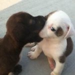 Perrito comiendose a otro