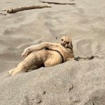 Driftwood sloth