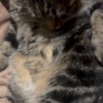 Cat GIF Template