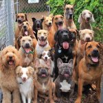 Group of sitting dogs