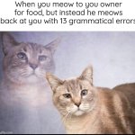 Gimme my food | When you meow to you owner for food, but instead he meows back at you with 13 grammatical errors | image tagged in cat pondering | made w/ Imgflip meme maker