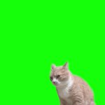 cat bowl empty GIF Template