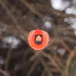 Northern cardinal flying towards the camera