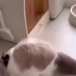 Dodge Cat GIF Template