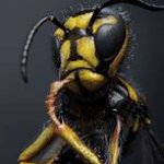 thinking bee