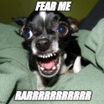 Angry Chihuahua | FEAR ME; RARRRRRRRRRRR | image tagged in angry chihuahua | made w/ Imgflip meme maker