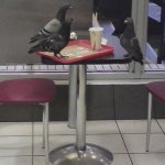 Pigeon Meeting