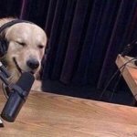 dog microphone