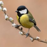 great tit