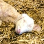 sleeping lamb