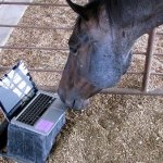 Horse Laptop