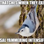 I am...therefore I must YANK, YANK, YANK. | NUTHATCHES WHEN THEY EXIST: | image tagged in nasal yammering intensifies | made w/ Imgflip meme maker