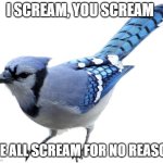 blue jays be like | I SCREAM, YOU SCREAM; WE ALL SCREAM FOR NO REASON | image tagged in blue jay,shut up,why,scream,bird,can you not | made w/ Imgflip meme maker