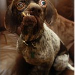 Ugly dog