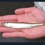 Sardine Fish