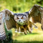 The Owls Approach