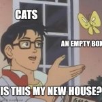 If cat fits, cat sits | CATS; AN EMPTY BOX; "IS THIS MY NEW HOUSE?" | image tagged in memes,is this a pigeon | made w/ Imgflip meme maker