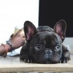 French bulldog lying