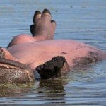 hippo sunning their belly