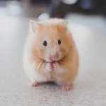 cute hamster