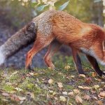 fox magpie and amanita