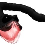 Slug fish