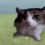 Exploding cat GIF Template