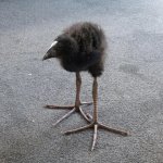 Pukeko chick meme