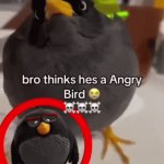 Angry birds | image tagged in gifs,birds | made w/ Imgflip video-to-gif maker