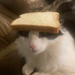 bread cat | CHECK YOUR WALLS PLEASE | image tagged in bread cat,yummy,creature,check your walls please | made w/ Imgflip meme maker