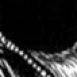 Cropped horse