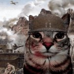 War Cat