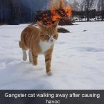 Gangster cat walking away after causing havoc