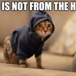 Actually back | BRO IS NOT FROM THE HOOD | image tagged in memes,hoody cat | made w/ Imgflip meme maker