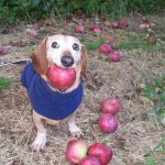 Apple Dog