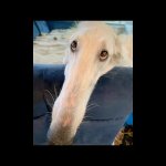 Borzoi dog