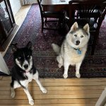 Two Huskies