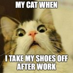 * faints * | MY CAT WHEN; I TAKE MY SHOES OFF
AFTER WORK | image tagged in memes,scared cat,stinky,feet | made w/ Imgflip meme maker