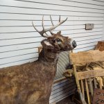 Deer Mount