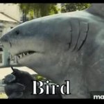 King shark saying bird GIF Template